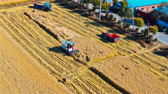延吉市水稻开镰收割 丰收田间绘就“金色画卷”
