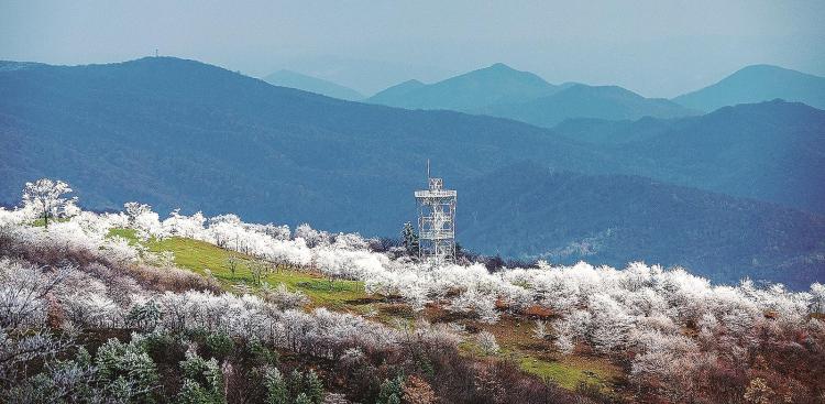 白山市：雪后晶莹雾凇缀满枝头