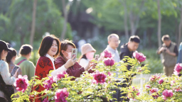 长春：牡丹绽放绚丽如锦