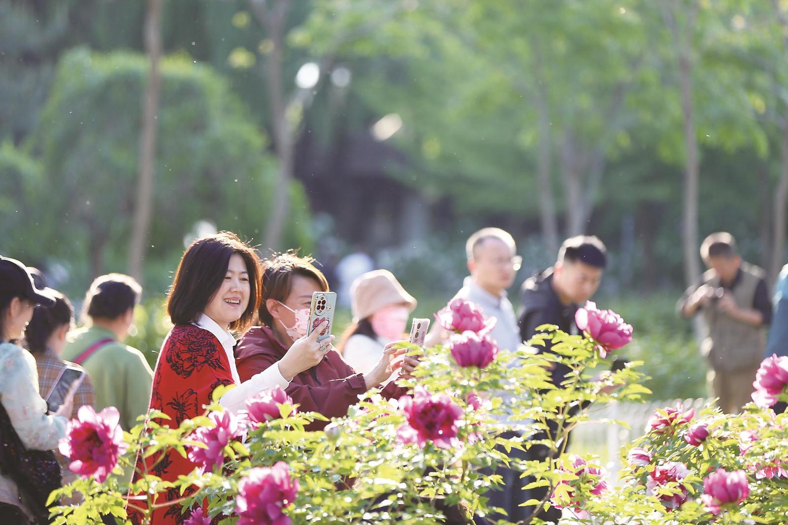 长春：牡丹绽放绚丽如锦