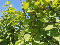 延边州安图县：夏野“丰”光无限好