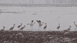 清明飞雪静 白鹤舞姿轻