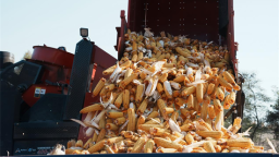 延吉：政策驱动农机升级 玉米秋收高效推进