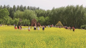 长春：油菜花海进入最佳观赏期
