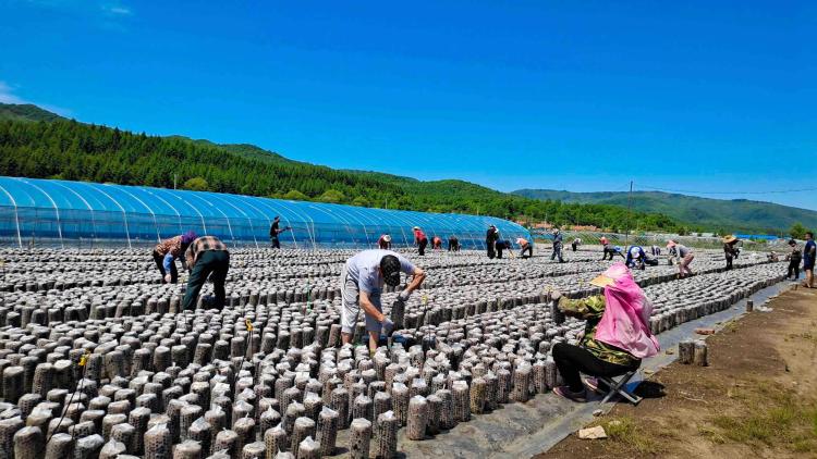 “土味”何以“出圈”——从品牌建设看“吉字号”特色产业破茧之路