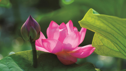 镇赉南湖“荷”你相约盛花期
