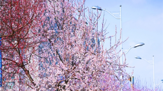 一城京桃半城春 延吉邂逅粉色浪漫