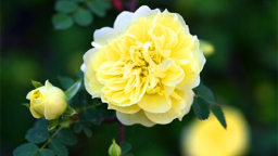花开满延吉 最美在当“夏”