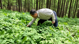 盛夏林间蕴生机 参韵满目绘新景——珲春华瑞参业林下参种植基地奏响夏日活力乐章