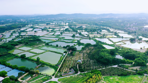 广州花都：一池碧水，生态富民