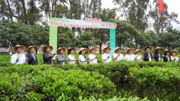 英德红茶头采季启幕：百亿产业再出发 一片叶子香飘世界