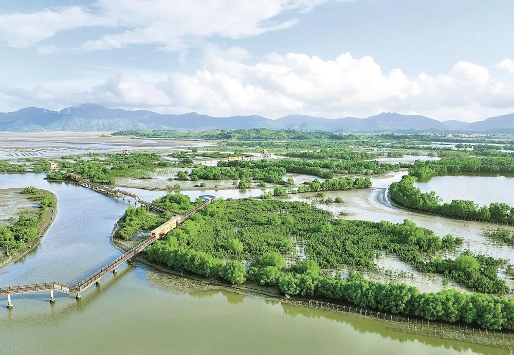 广东湿地、红树林总面积居全国前列