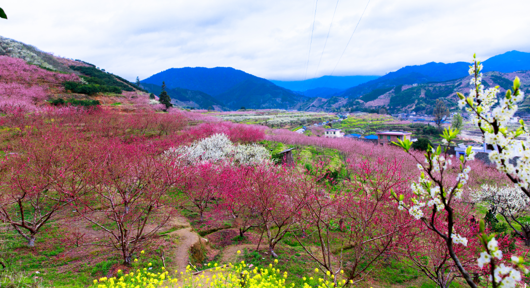 到韶关乐昌一起get春日浪漫_fororder_微信图片_20250310142407