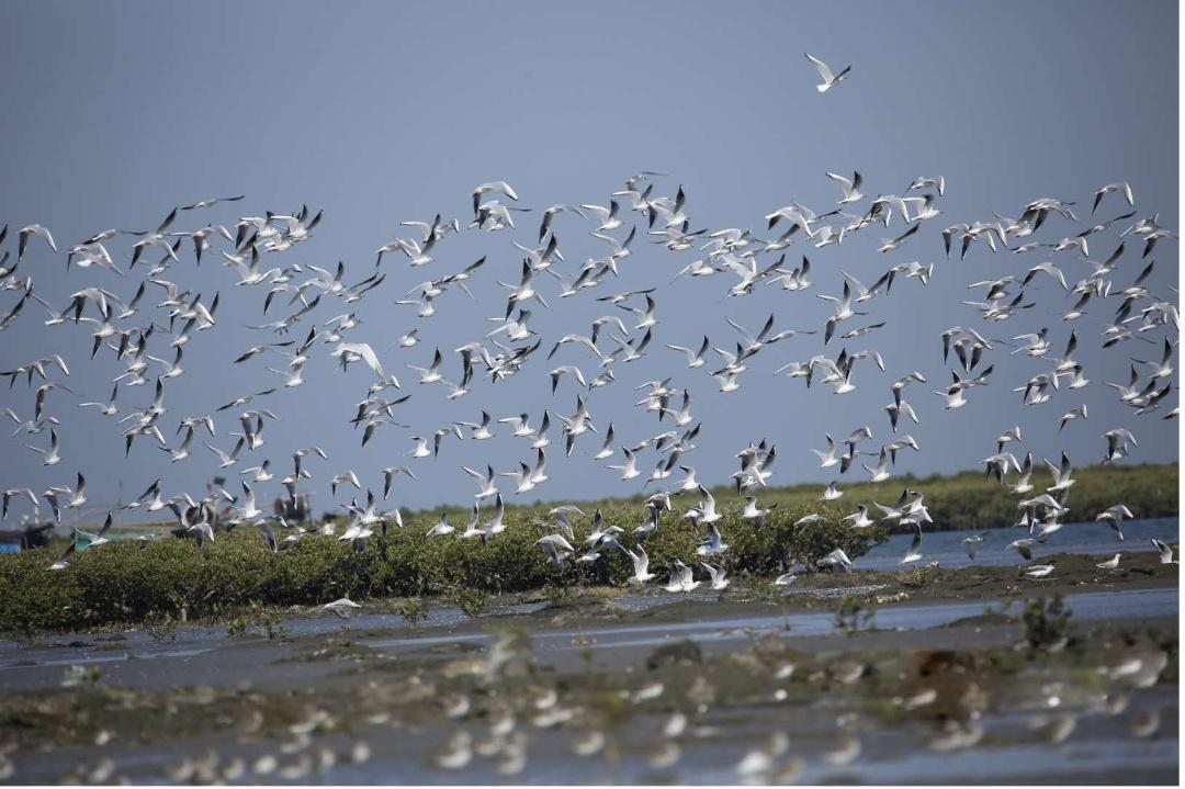 红林如画映初心，广东红树林面积提升至1.14万公顷_fororder_5