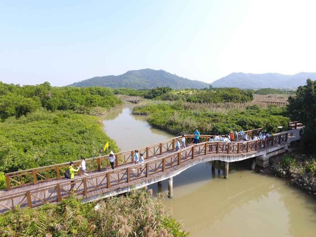 红林如画映初心，广东红树林面积提升至1.14万公顷_fororder_3