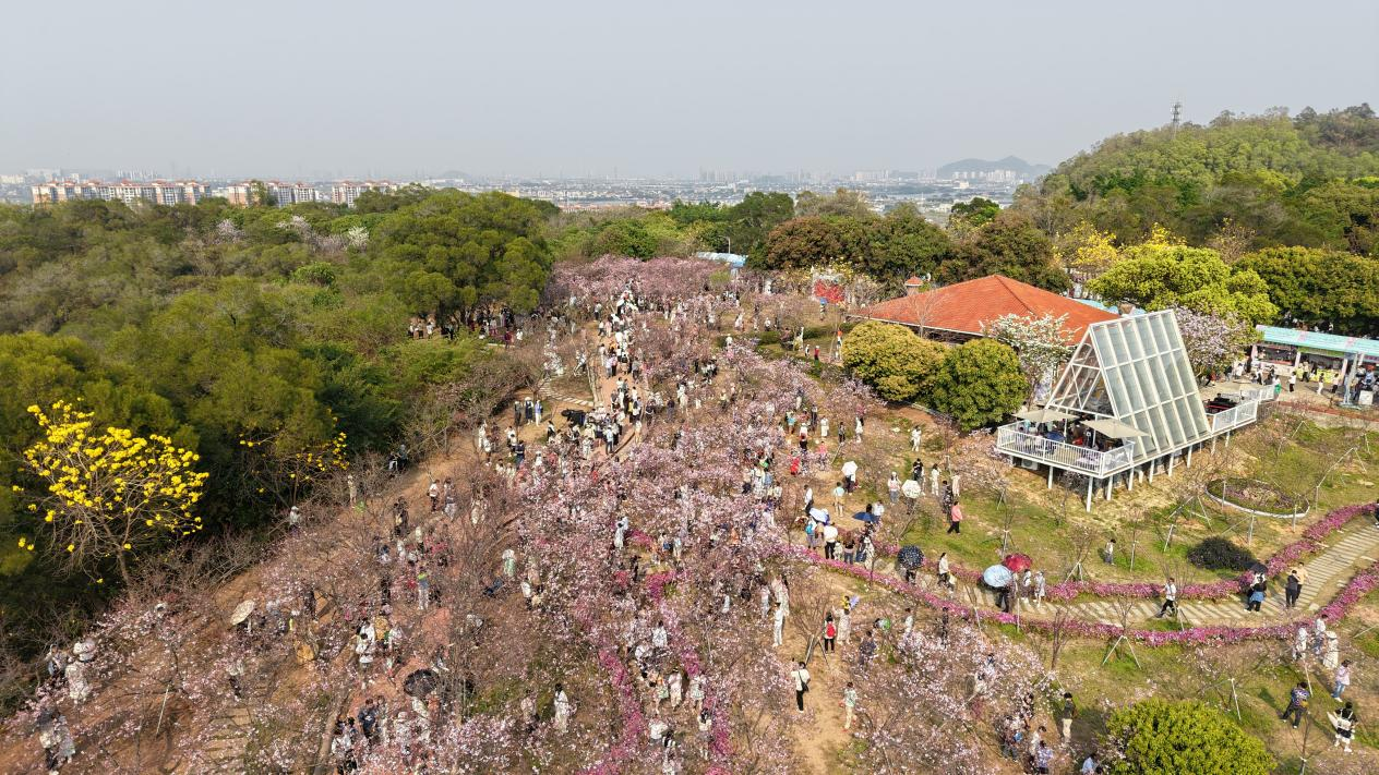南沙樱花节｜一场全日定制的粉色文旅盛宴，从早到晚，精彩不断_fororder_图片13