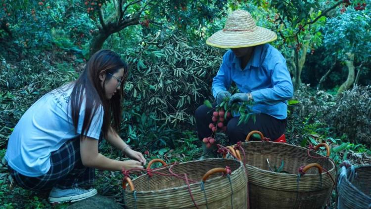 荔枝林里来了“00后” 南昌理工学子下乡架起“助农桥”_fororder_图片1