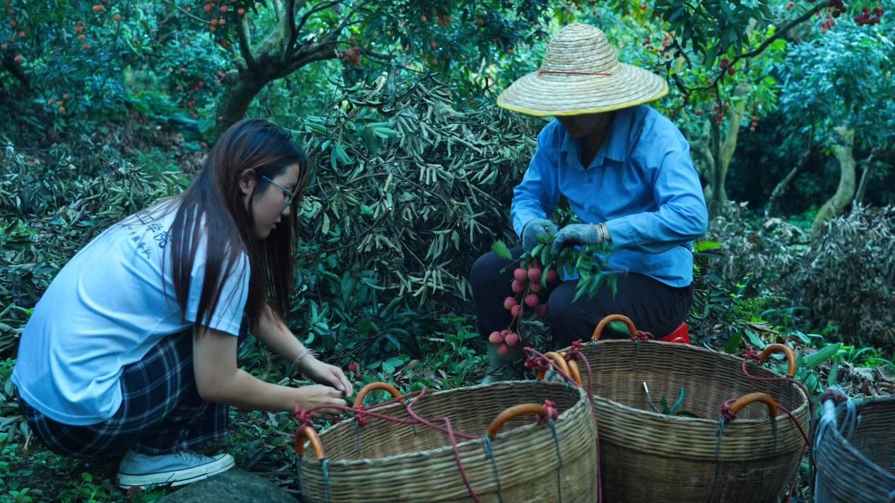 荔枝林里来了“00后” 南昌理工学子下乡架起“助农桥”_fororder_图片1