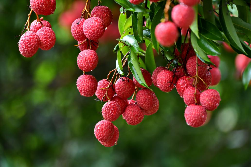 从化荔枝：从石门古道到世界果篮_fororder_荔枝1