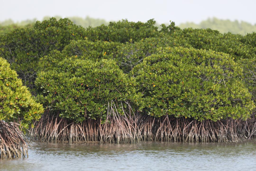 红林如画映初心，广东红树林面积提升至1.14万公顷_fororder_2
