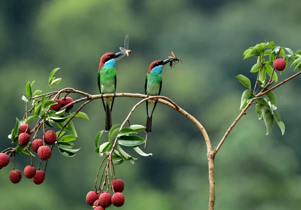 穗北田园展新姿，镜头定格丰收景——2025年中国农民丰收节广州从化全国摄影作品展圆满收官_fororder_图片4
