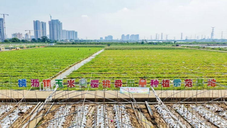 走进金秋丰收集市，南沙鲜食玉米“火”出圈_fororder_微信图片_20251020154552_1496_92