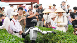 广东博罗：千年柏塘山茶，飘出“未来感”茶香
