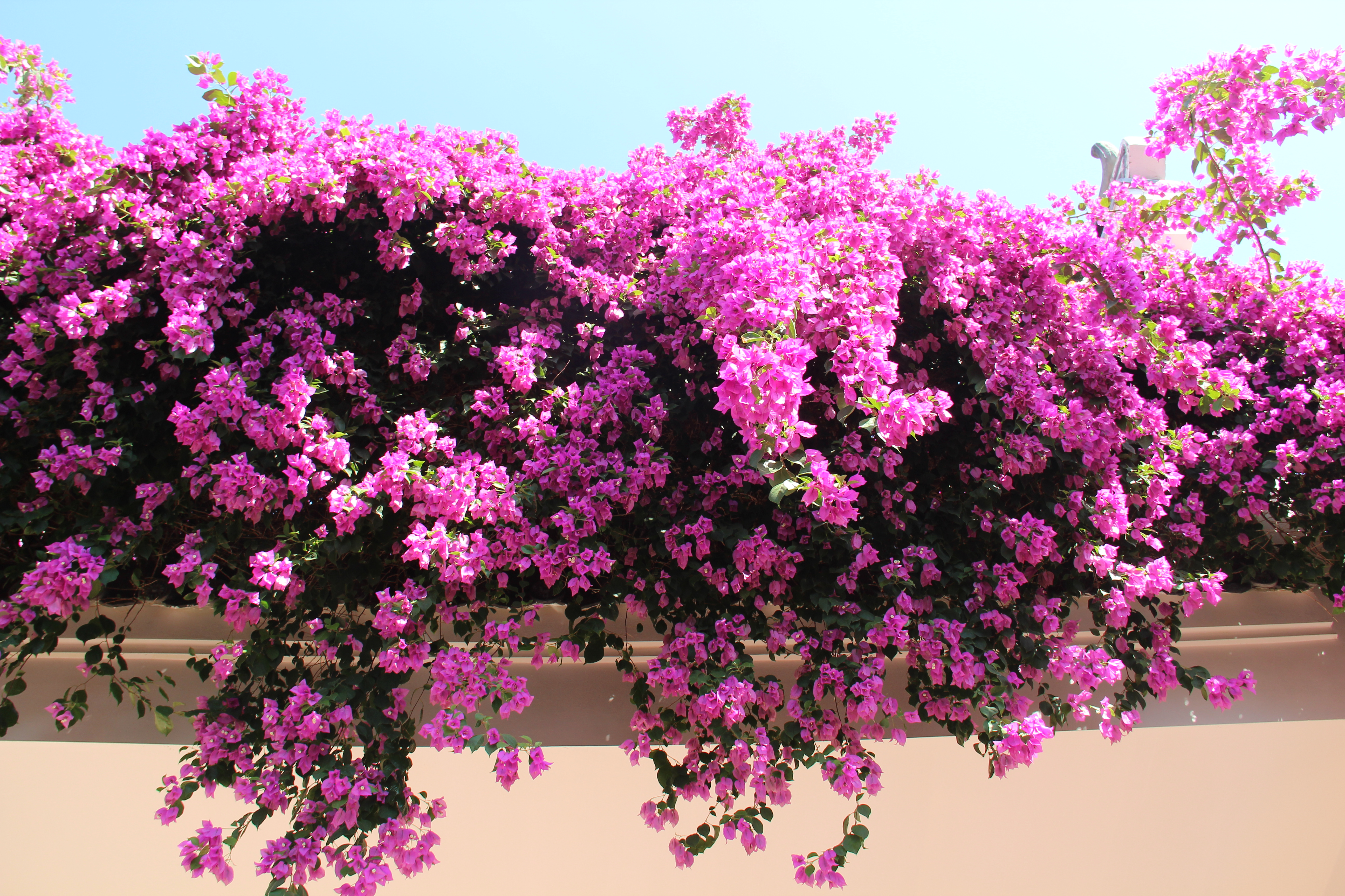 广州：“花”都开好了！花漾等你来_fororder_微信图片_20241115163229