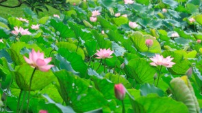 广州黄埔：夏日荷花进入盛花期 五大公园免费开放