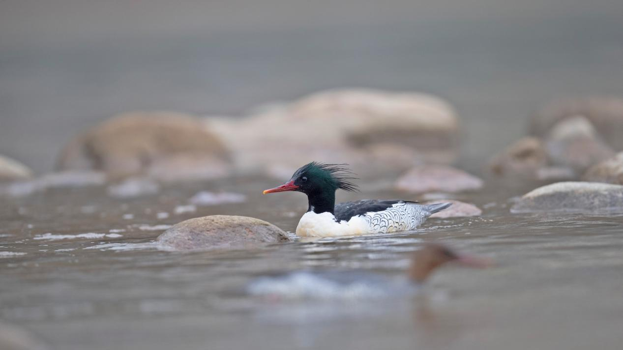 韶关南水湖：守护粤北明珠的生态密码_fororder_水库2