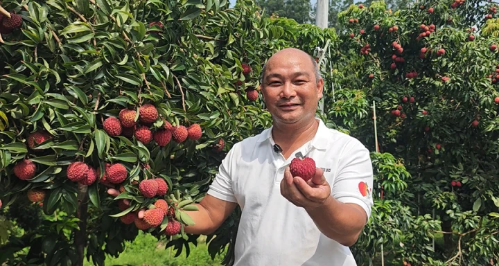 博罗多措并举推动荔枝产业高质量发展助农增收_fororder_图片2