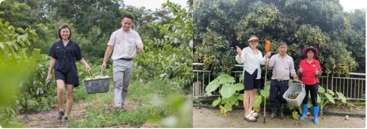 荔枝产业链绽放“她力量” ——探访从种植到销售的湾区女性先锋_fororder_图片2
