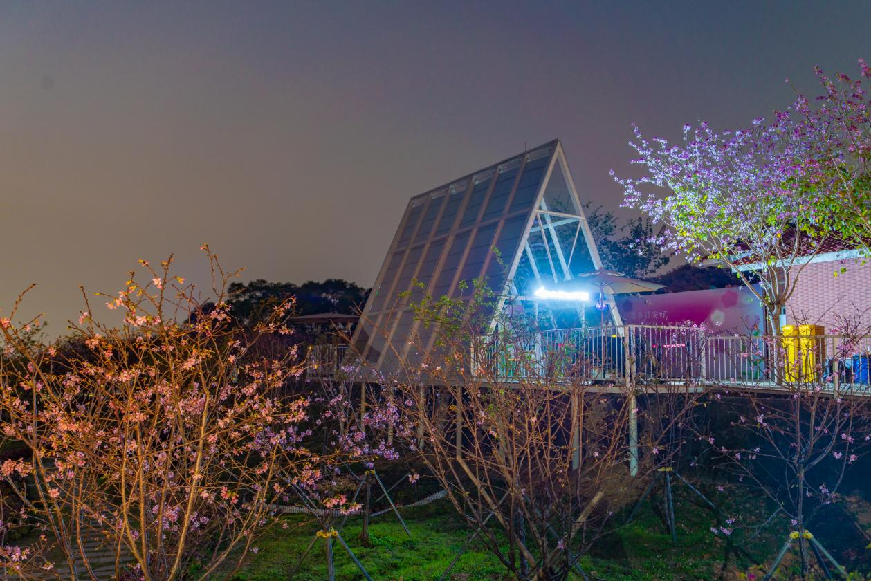 南沙樱花节｜一场全日定制的粉色文旅盛宴，从早到晚，精彩不断_fororder_图片20