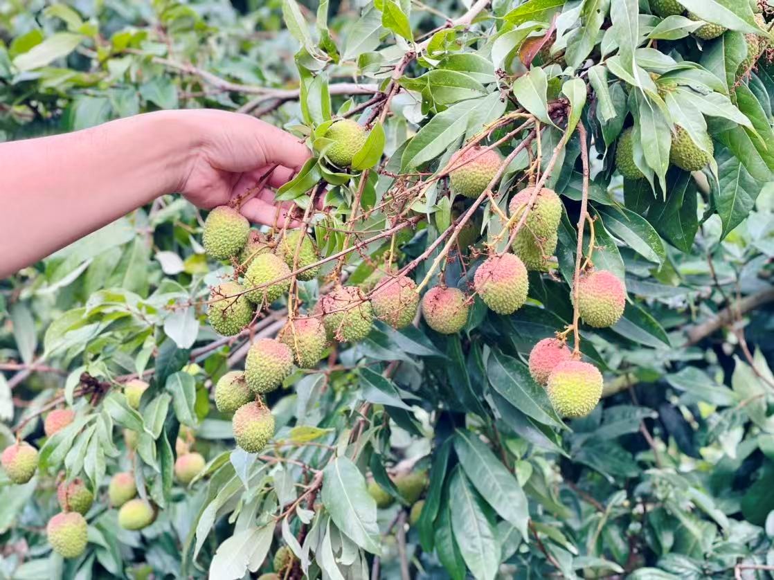 罗浮山荔枝：“良种+冷链”解锁出圈密码_fororder_4