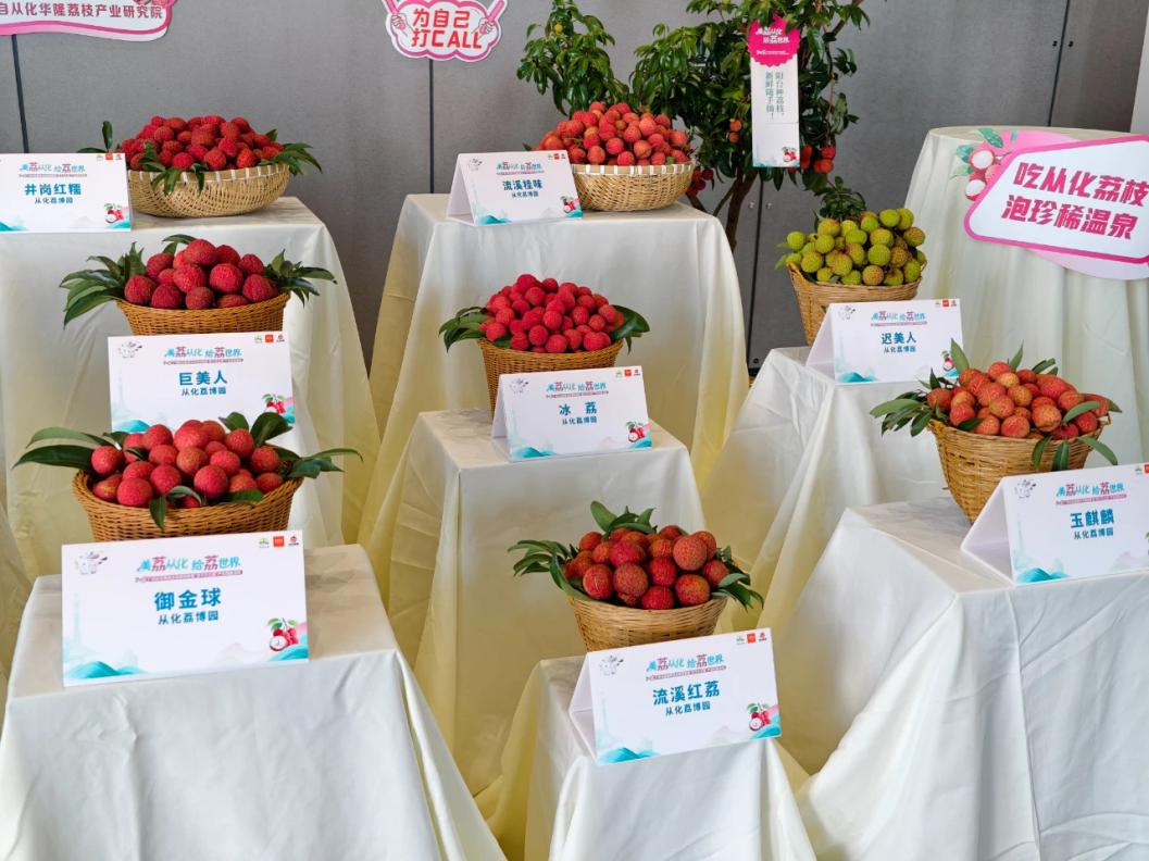 从化荔枝：从石门古道到世界果篮_fororder_荔枝2