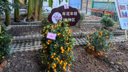 春泥护绿变废为宝，广州废弃年花年桔开启“绿色接力”