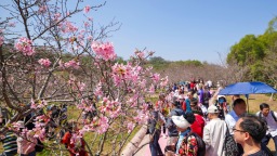 广州南沙第四届樱花节开幕，“花经济”绽放新活力