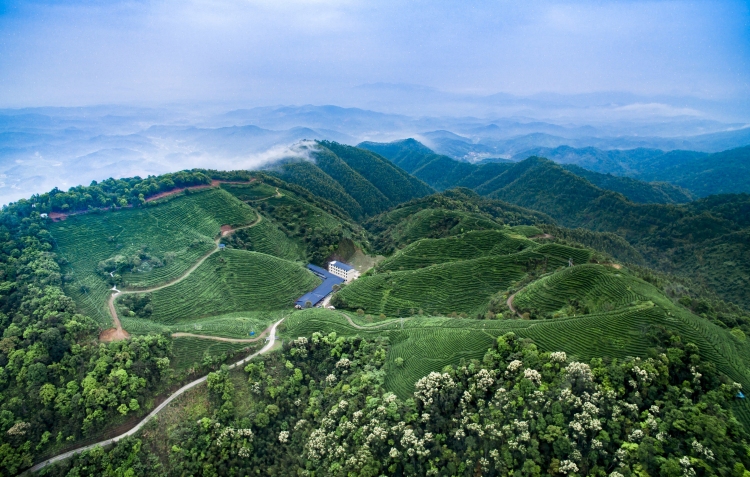 绿富同兴：河源生态农业的崛起之路_fororder_微信图片_20250929180118_92_523
