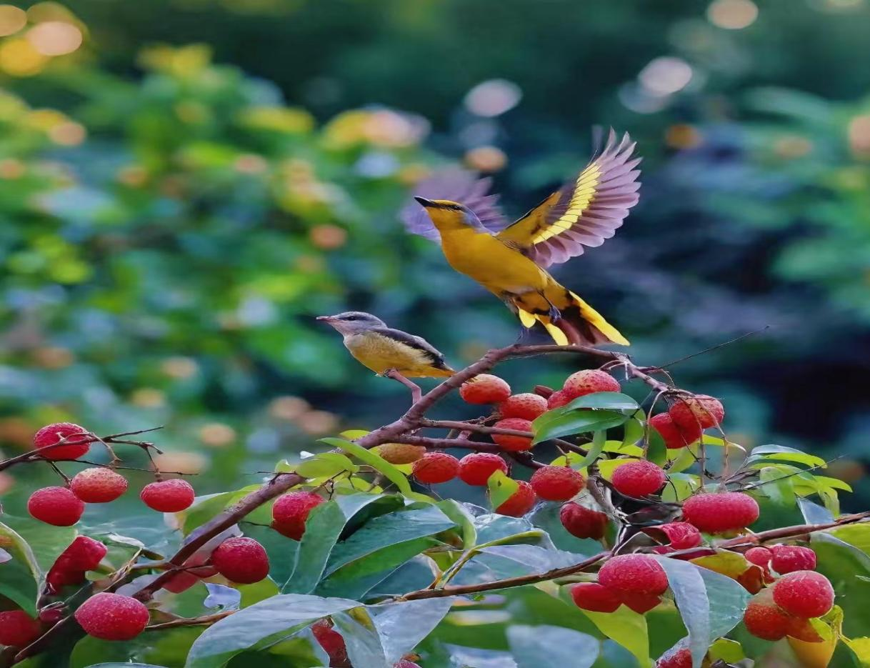 穗北田园展新姿，镜头定格丰收景——2025年中国农民丰收节广州从化全国摄影作品展圆满收官_fororder_图片5