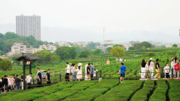 从岭南茶园到“全球茶杯”：广东博罗“四季品牌推广计划”以春茶开启首站