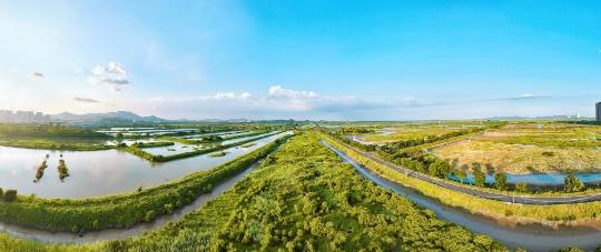 红树林面积全国第一，广东省启动2025年湿地保护宣传周_fororder_54849849_cf85645b-4619-445a-a1ae-6fb89ae2720d_zsize