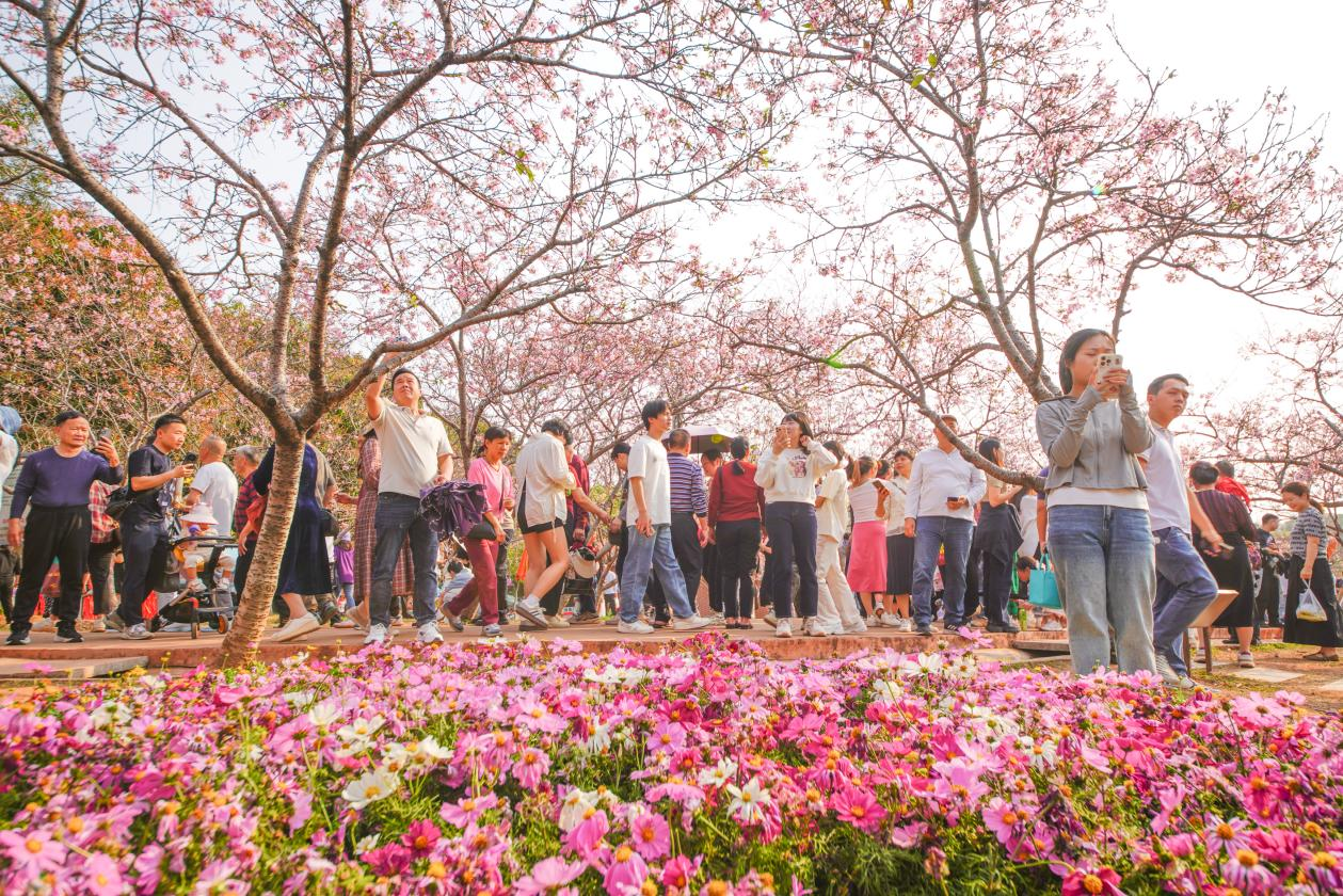 南沙樱花节｜一场全日定制的粉色文旅盛宴，从早到晚，精彩不断_fororder_图片19