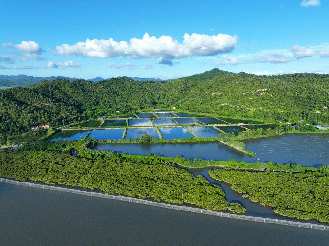 红林如画映初心，广东红树林面积提升至1.14万公顷_fororder_4