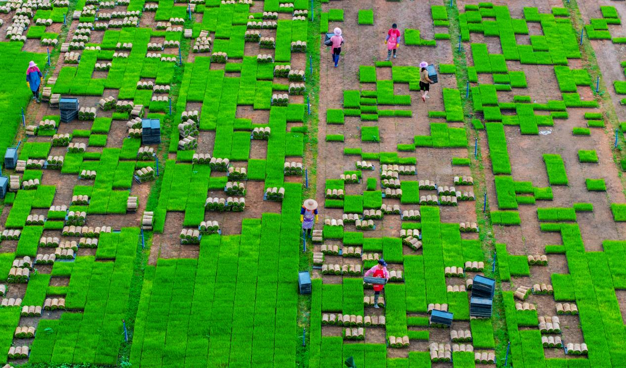 穗北田园展新姿，镜头定格丰收景——2025年中国农民丰收节广州从化全国摄影作品展圆满收官_fororder_图片9