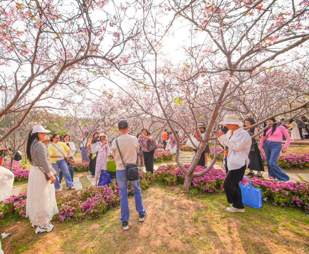 南沙樱花节｜一场全日定制的粉色文旅盛宴，从早到晚，精彩不断_fororder_图片12