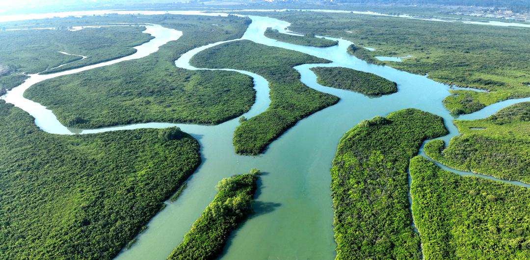 红林如画映初心，广东红树林面积提升至1.14万公顷_fororder_红树林