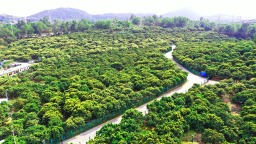 美“荔”南山：从皇家贡品到城市金招牌，一颗荔枝的产业突围战