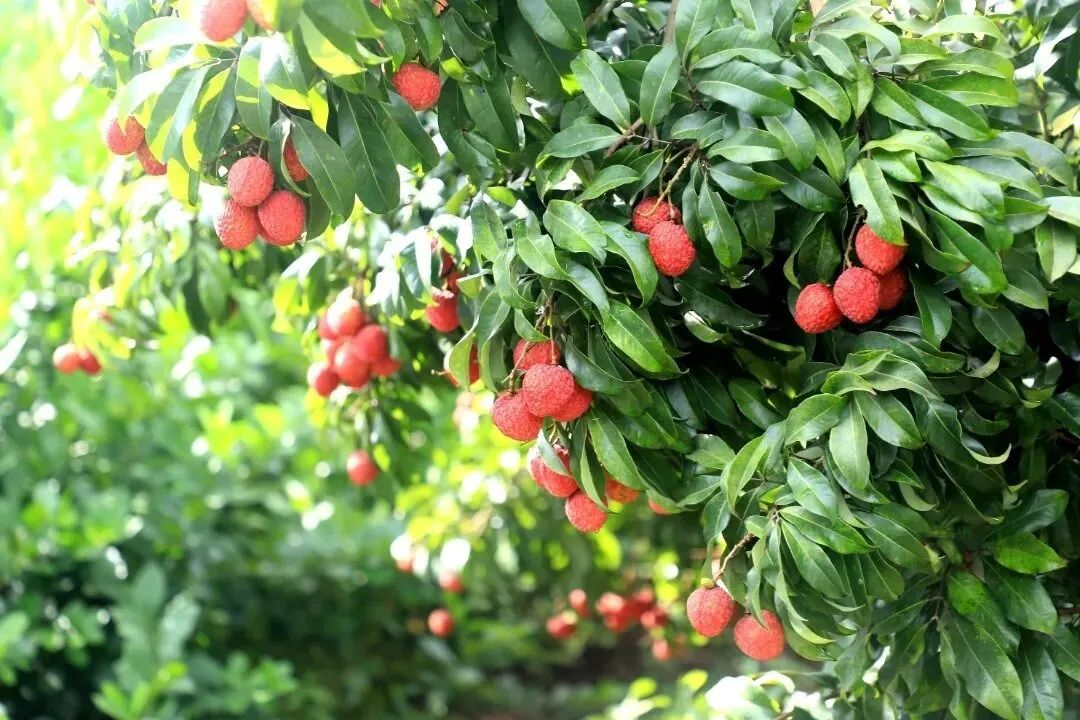 广州增城入选第三批中国全球重要农业文化遗产预备名单