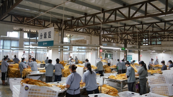 贵州镇远县涌溪乡8850亩“金叶”开秤丰收 古楼坪万担收购点喜迎开门红_fororder_烟叶收购点一派繁忙景象.JPG
