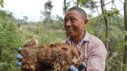 贵州罗甸：千亩松茯苓采收上市